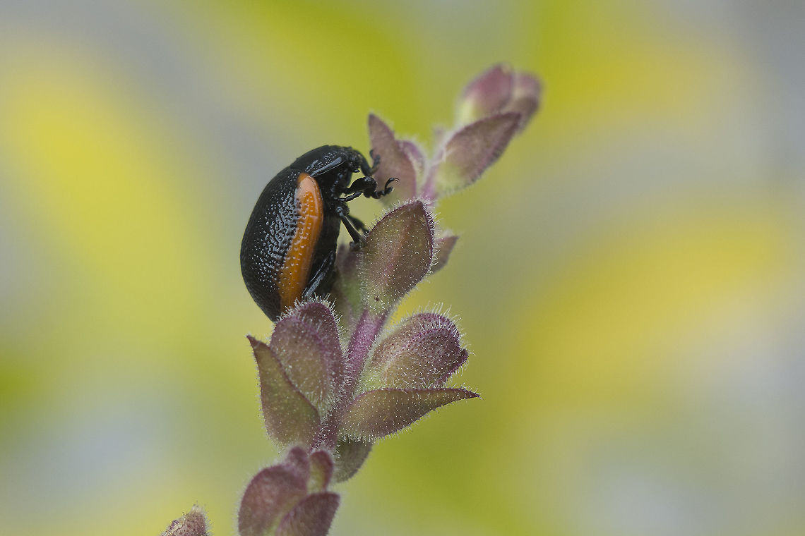 Chrysolina lucidicollis Chrysolina lucidicollis Chrysolina lucidicollis