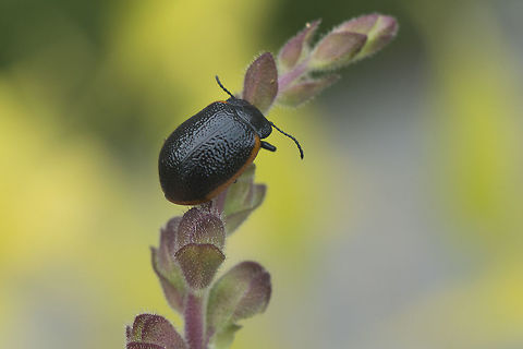 Chrysolina lucidicollis