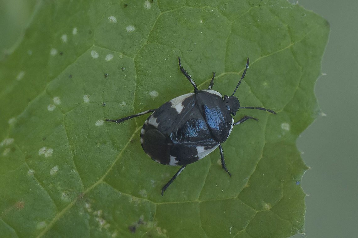 Tritomegas sexmaculatus Cydnidae<br />
Tritomegas sexmaculatus Bugs,Cydnidae,Tritomegas sexmaculatus,arthropoda,biodiversity,hemiptera,heteroptera,insecta,insects