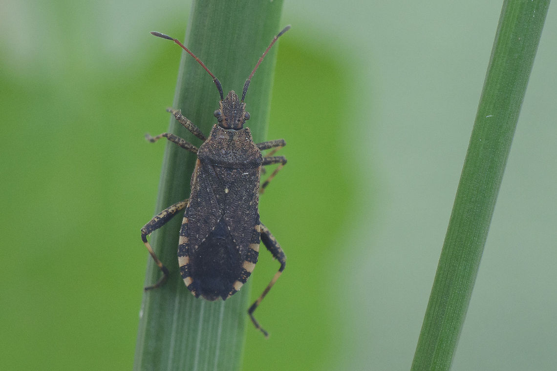 Ceraleptus gracilicornis Coreidae<br />
Ceraleptus gracilicornis Ceraleptus gracilicornis