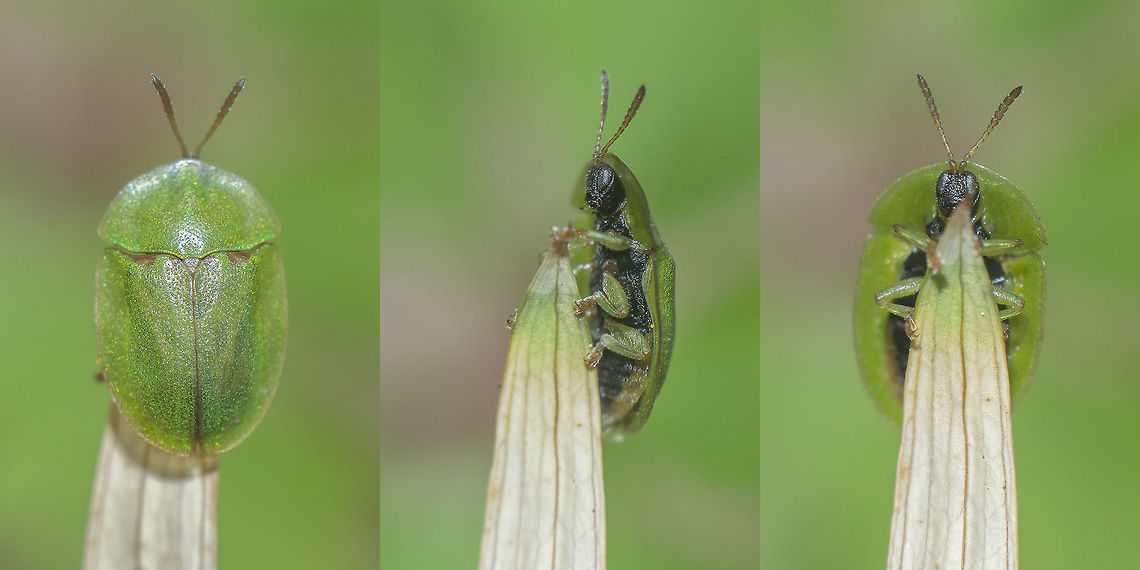 Cassida sp. Cassida sp.<br />
 Cassida rubiginosa,Thistle tortoise beetle,biodiversity,coleoptera,insecta,insects,spring