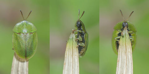 Cassida sp. Cassida sp.
 Cassida rubiginosa,Thistle tortoise beetle,biodiversity,coleoptera,insecta,insects,spring