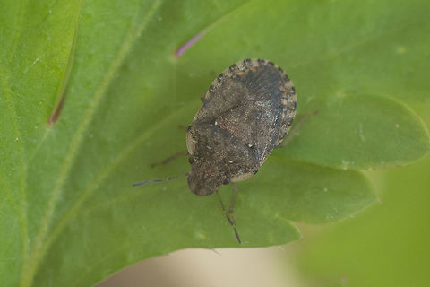 Sciocoris cf. sideritidis Sciocoris cf. sideritidis Heteroptera,Pentatomidae,Pentatominae,Sciocorini,Sciocoris,Sciocoris sideritidis,biodiversity,insecta,insects,spring