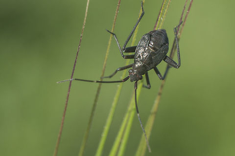 _ID Please Lygaeidae? nymph.
