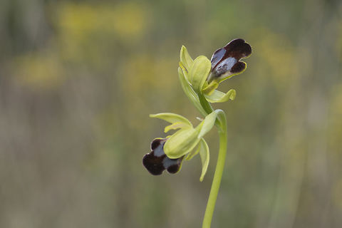 Ophrys fusca Ophrys fusca ssp. fusca Ophrys fusca