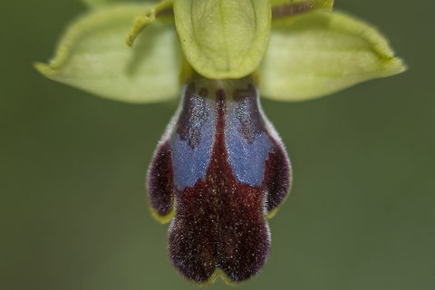 Ophrys fusca