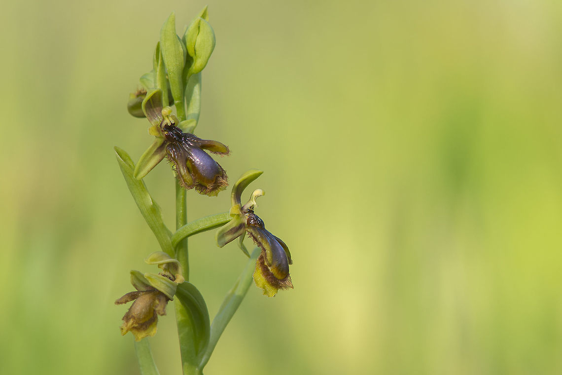 Ophrys speculum lusitanica Ophrys speculum ssp. lusitanica Lusitanica Mirror Orchid,Mirror Orchid,Ophrys speculum ssp. lusitanica,Orchidaceae,biodiversity,orchids,spring