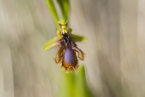 Ophrys speculum lusitanica  Mirror Orchid,Ophrys speculum ssp. lusitanica,Orchidaceae,biodiversity,orchids,spring