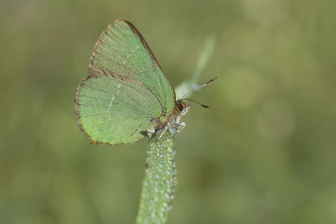 Callophrys avis Callophrys avis Callophrys avis,Lepidoptera,Rhopalocera,biodiversity,insecta,insects,lycaenidae,spring