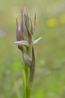 Serapias parviflora Serapias parviflora Orchidaceae,Serapias parviflora,biodiversity,native orchids,orchids,plantae,spring