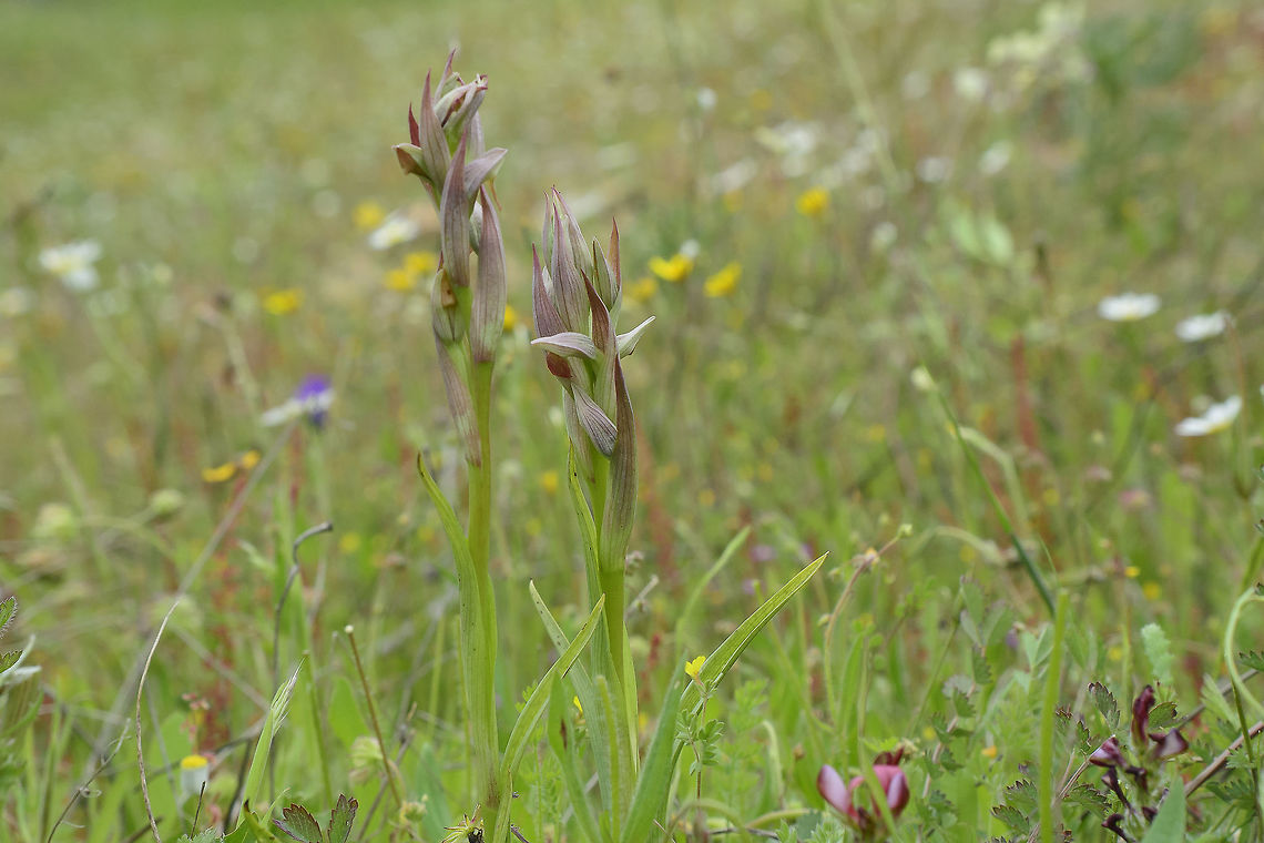 Serapias parviflora Serapias parviflora Orchidaceae,Serapias parviflora,biodiversity,native orchids,orchids,plantae,spring