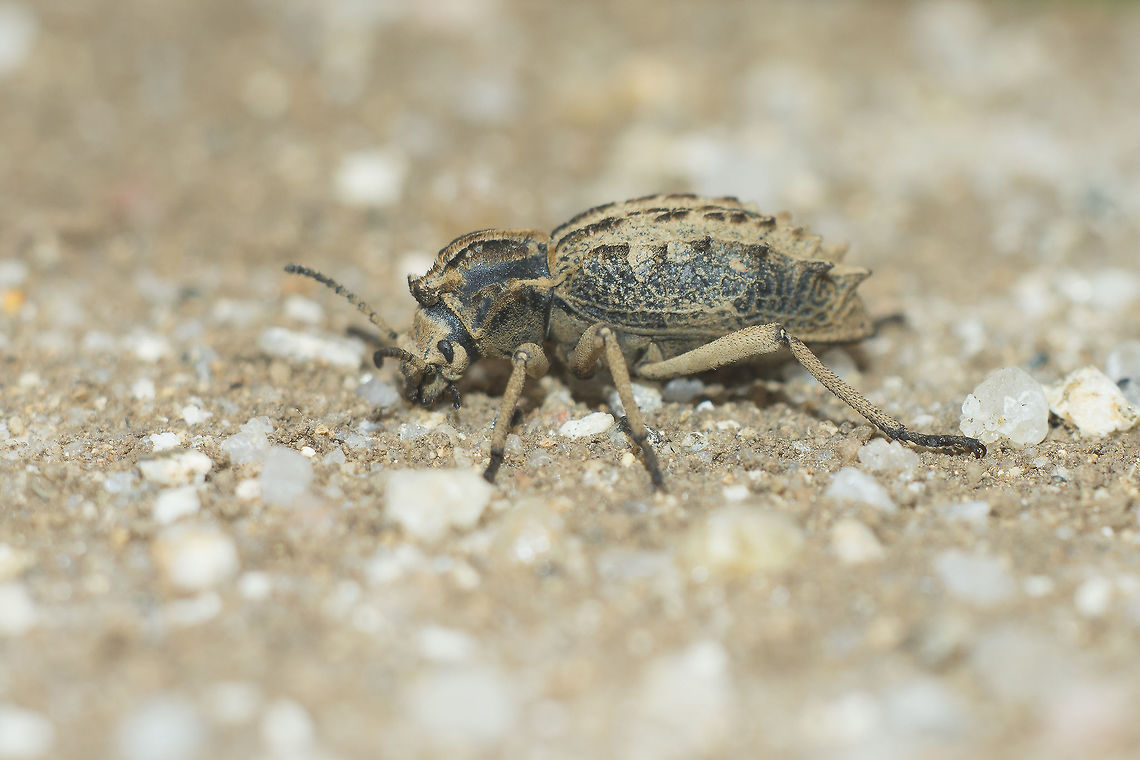 Sepidium bidentatum Sepidium cf. bidentatum Sepidium bidentatum,beetle,biodiversity,coleoptera,insecta,insects,spring,tenebrionidae