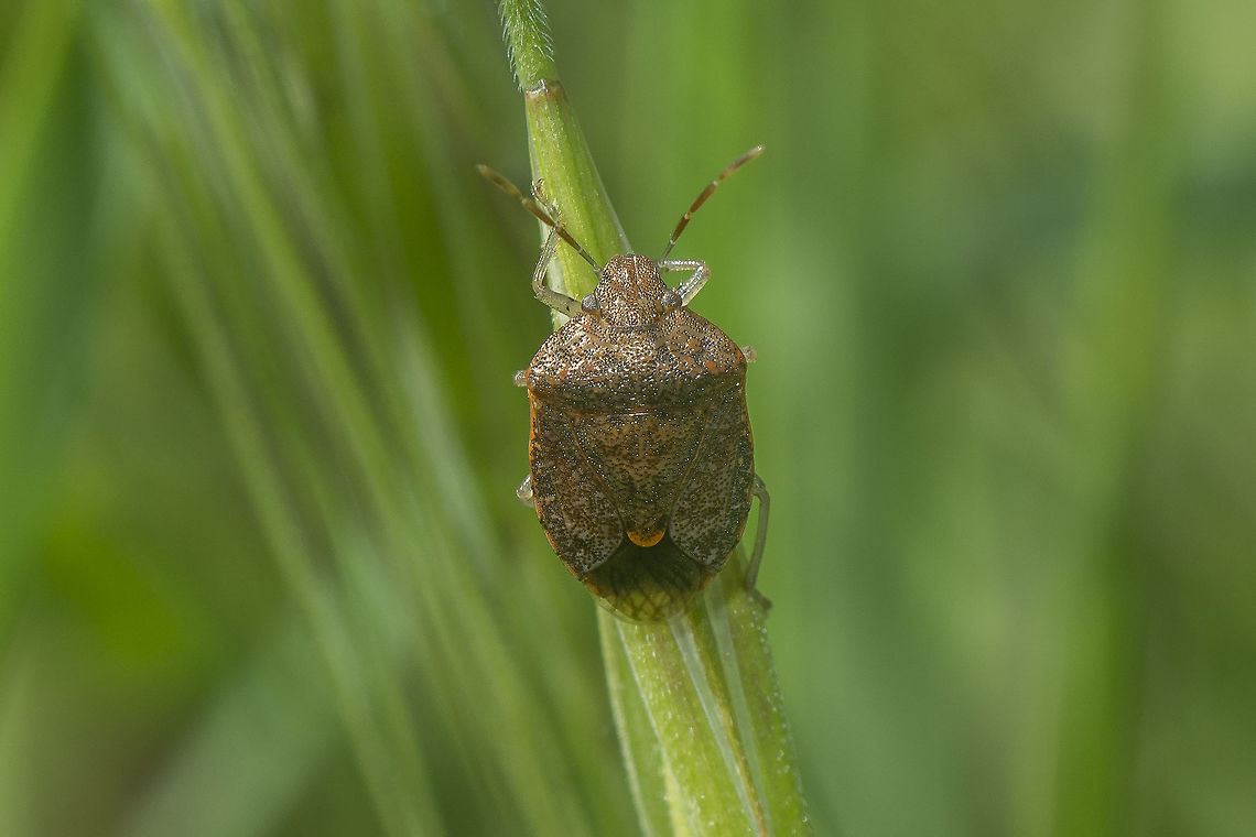 Dryadocoris apicalis Dryadocoris apicalis Dryadocoris apicalis,arthopoda,biodiversity,bugs,insecta,insects,pentatomidae,spring