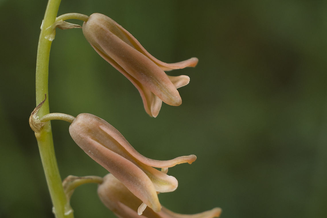 Dipcadi serotinum Dipcadi serotinum Dipcadi serotinum