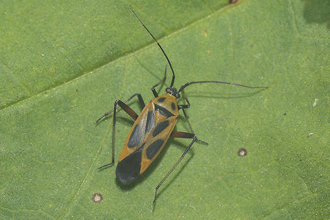 Calocoris nemoralis Assuming that it is Calocoris nemoralis it's quite fascinating their pattern variations.
But it needs to confirmed. Here, another specimen captured same day:
 Calocoris nemoralis,arthropoda,biodiversity,bugs,hemiptera,heteroptera,insecta,insects,miridae,spring