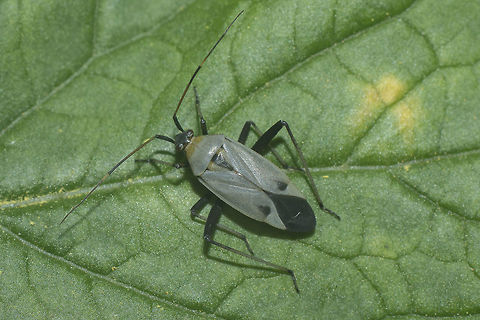 Calocoris nemoralis  Calocoris nemoralis,arthropoda,biodiversity,bugs,hemiptera,heteroptera,insecta,insects,miridae,spring