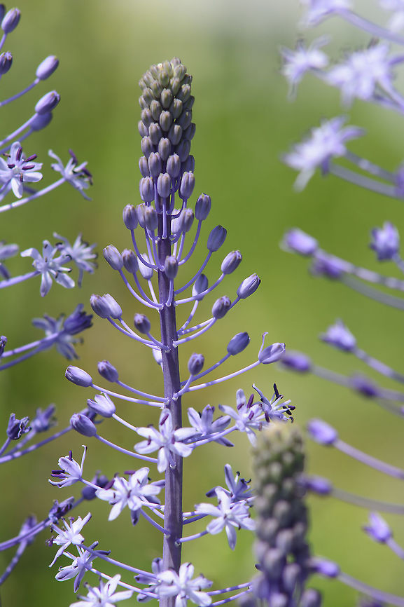 Scilla hyacinthoides  Scilla hyacinthoides