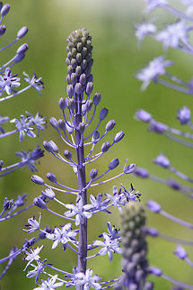 Scilla hyacinthoides  Scilla hyacinthoides