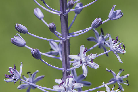Scilla hyacinthoides Tiny bracts... Asparagaceae,Scilla hyacinthoides