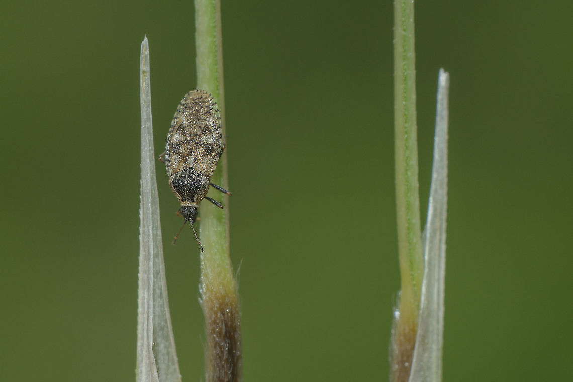 Dictyla echii Tingidae<br />
Dictyla echii Dictyla echii,echii