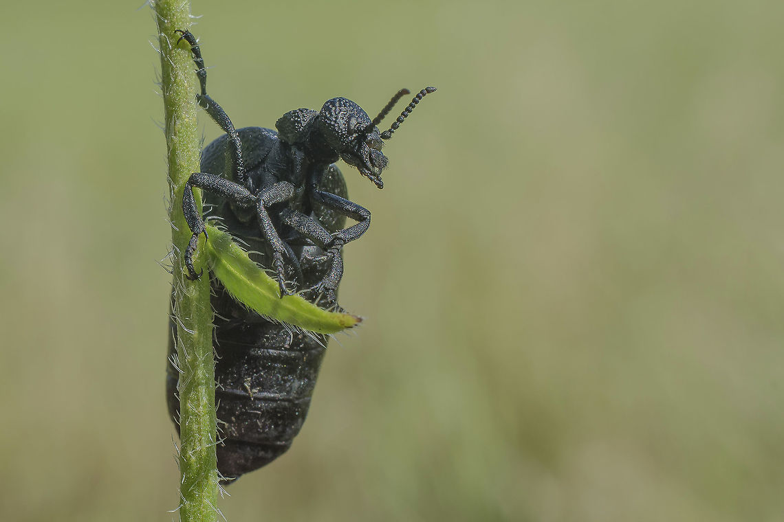 Meloe tuccius Meloe tuccius Meloe tuccius,Meloidae,Oil Beetles,arthopoda,beetles,biodiversity,insecta