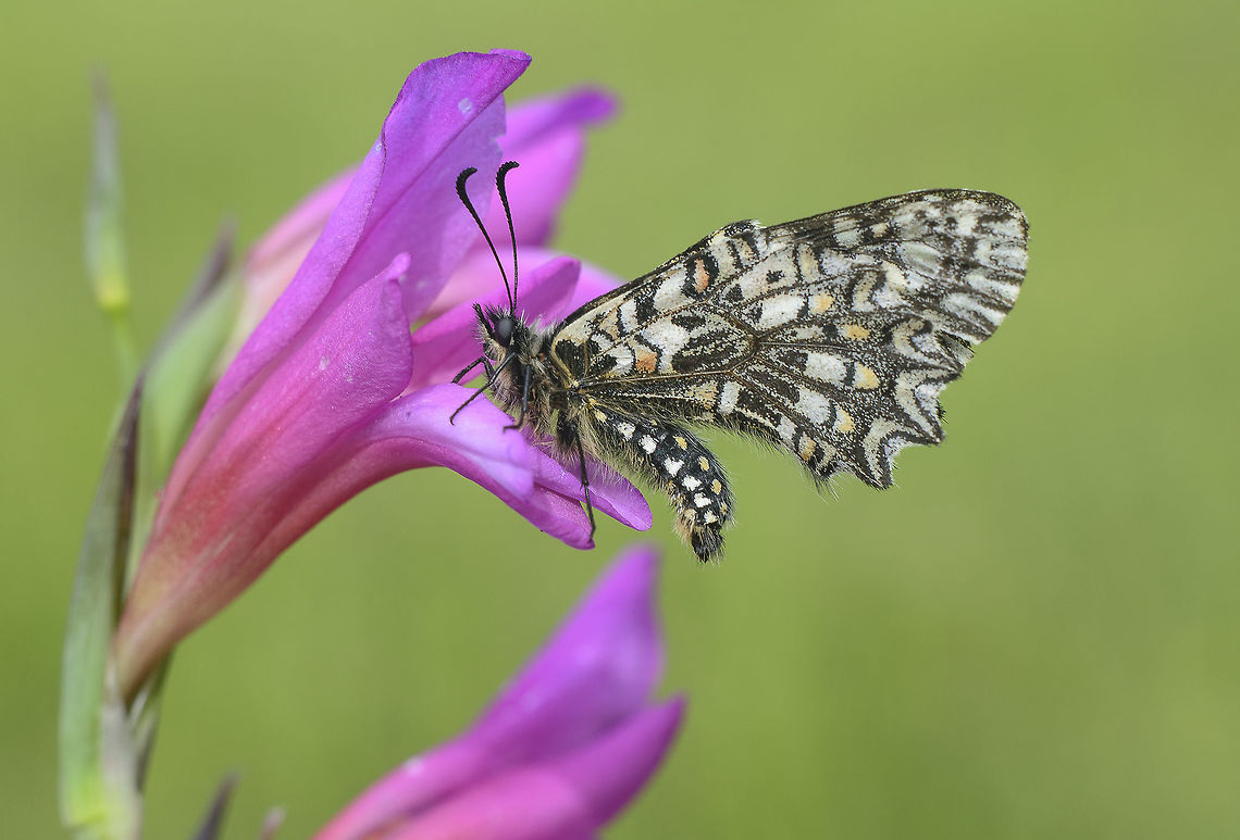 Zerynthia rumina Zerynthia rumina, on a cold day, in the afternoon. Rhopalocera,Zerynthia rumina,arthropoda,biodiversity,butterfly,insects,lepidoptera,papilionidae