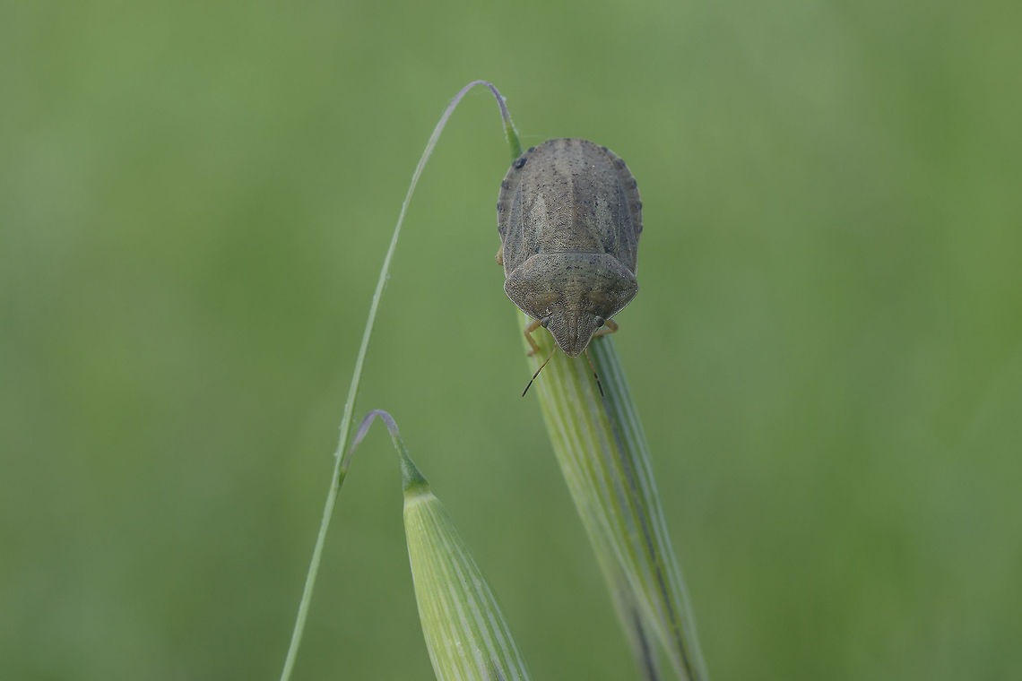 Eurygaster austriaca Eurygaster austriaca <br />
 Eurygaster austriaca,Scutelleridae,biodiversity,bugs,hemiptera,heteroptera,insecta,insects,spring