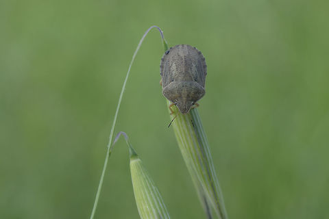 Eurygaster austriaca Eurygaster austriaca 
 Eurygaster austriaca,Scutelleridae,biodiversity,bugs,hemiptera,heteroptera,insecta,insects,spring