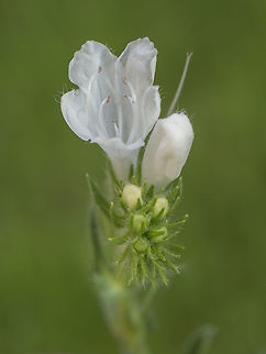 White Echium Echium plantaginieum var. hypochromic Echium plantagineum,Purple Viper's Bugloss