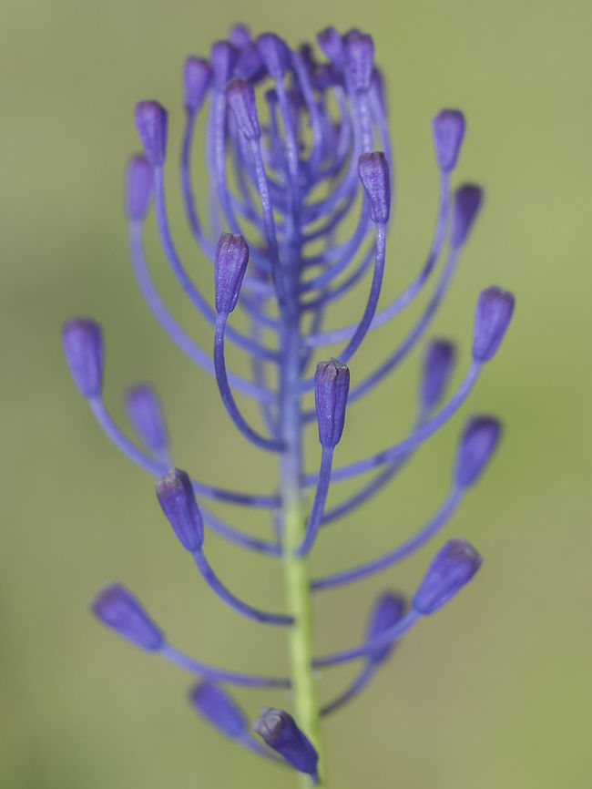 Muscari comosum Muscari comosum Leopoldia comosa,Muscari comosum,Tassel Hyacinth,Tassel grape hyacinth,biodiversity,flower,plantae,plants,spring,wild flowers