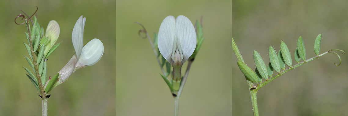 Vicia lutea Vicia lutea<br />
<a href="http://flora-on.pt/#/1Vicia+lutea" rel="nofollow">http://flora-on.pt/#/1Vicia+lutea</a> Vicia lutea