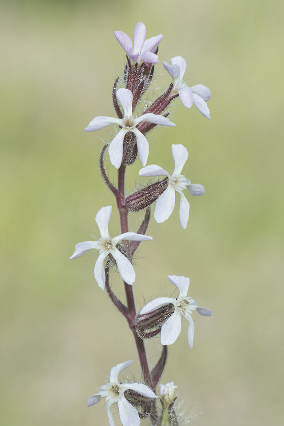 Silene gallica Silene gallica Caryophyllaceae,Silene gallica,biodiversity,plantae,spring,wild flower