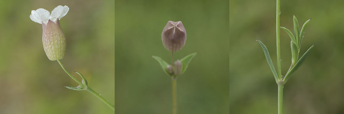 Silene uniflora Silene uniflora Sea Campion (Silene uniflora),Silene uniflora