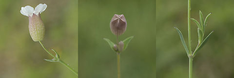 Silene uniflora Silene uniflora Sea Campion (Silene uniflora),Silene uniflora