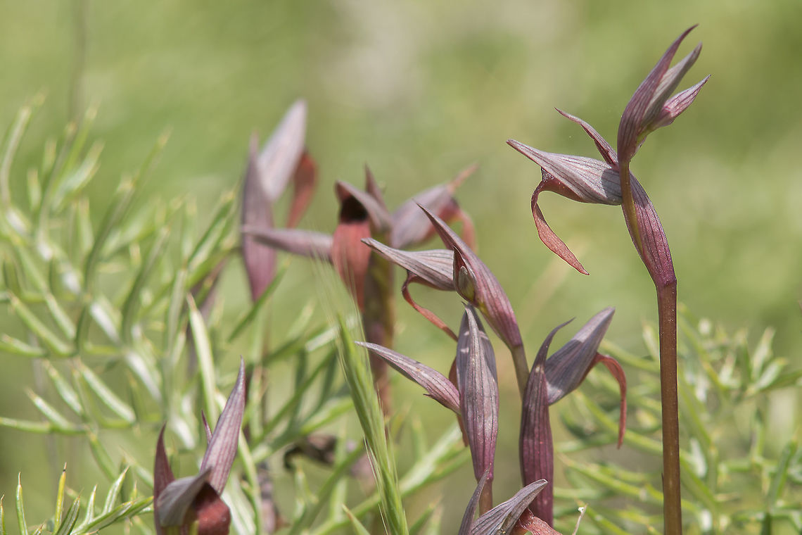 Serapias strictiflora Serapias strictiflora Serapias strictiflora