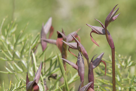 Serapias strictiflora Serapias strictiflora Serapias strictiflora