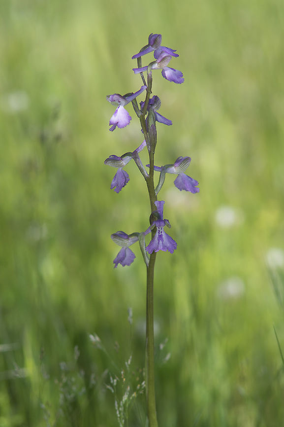 Orchis morio Orchis morio Anacamptis morio,Green-veined orchid,Green-winged orchid,Medical plant,Orchidaceae,Orchis morio,nature,plant,wild flower