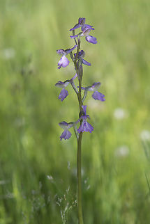 Orchis morio Orchis morio Anacamptis morio,Green-veined orchid,Green-winged orchid,Medical plant,Orchidaceae,Orchis morio,nature,plant,wild flower