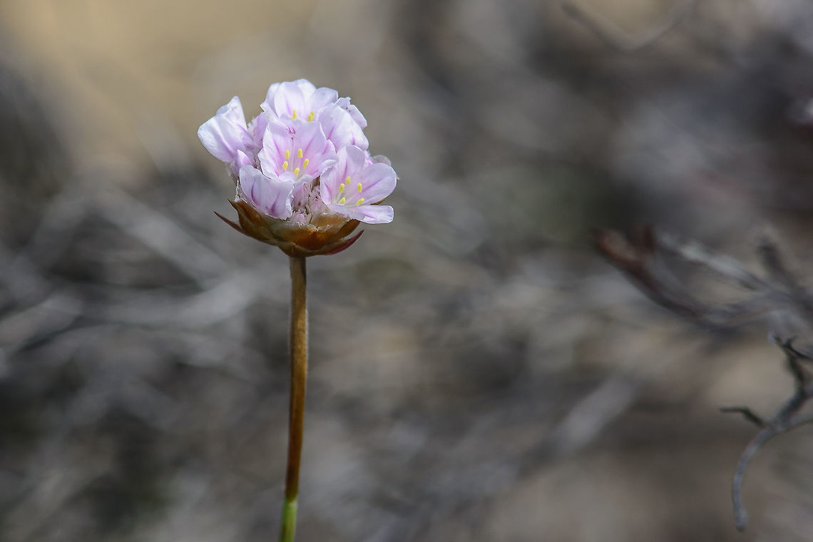 Armeria welwitschii <a href="http://flora-on.pt/#/1Armeria+welwitschii" rel="nofollow">http://flora-on.pt/#/1Armeria+welwitschii</a> Armeria welwitschii