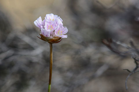 Armeria welwitschii http://flora-on.pt/#/1Armeria+welwitschii Armeria welwitschii