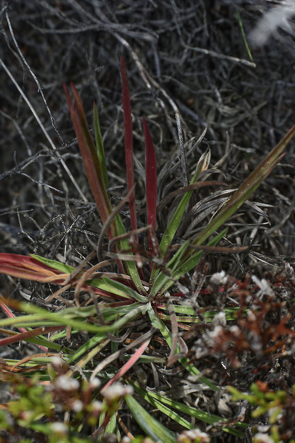 Armeria welwitschii Armeria welwitschii, leaf details Armeria welwitschii