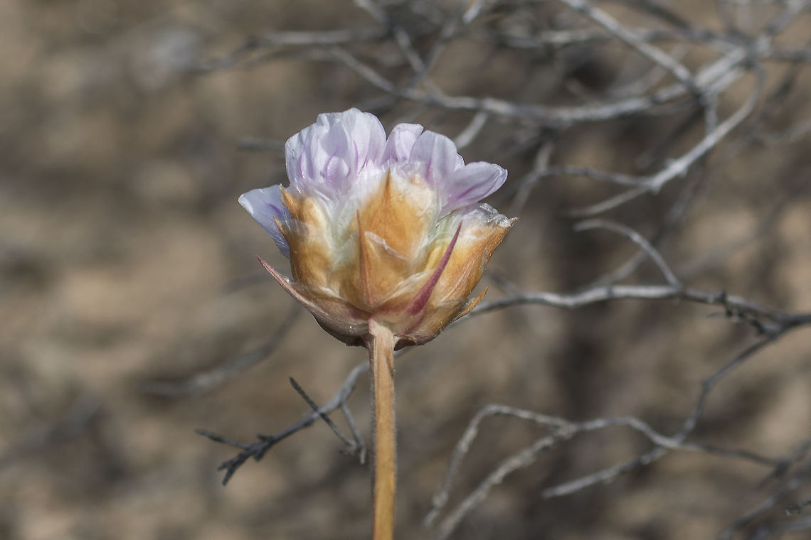 Armeria welwitschii Armeria welwitschii Armeria welwitschii