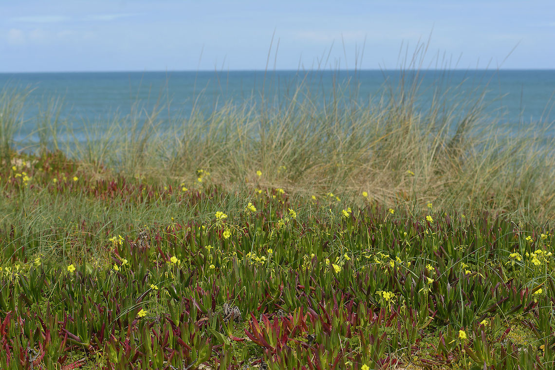 Invasive species Not only Carpobrotus edulis, but also Oxalis pes-caprae are quite visible in this photo. The remaining autochthonous plants (Ammophila arenaria) are located at the very edge of the cliff. The habitat loss is quite strong in this areas due to expansion of Carpobrotus edulis.  Carpobrotus edulis,Sour fig