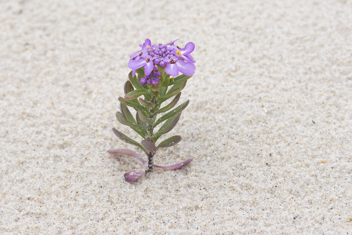 Iberis procumbens Iberis procumbens Lange<br />
<a href="http://flora-on.pt/#/1iberis+procumbens" rel="nofollow">http://flora-on.pt/#/1iberis+procumbens</a><br />
<br />
<figure class="photo"><a href="https://www.jungledragon.com/image/59606/iberis_procumbens.html" title="Iberis procumbens"><img src="https://s3.amazonaws.com/media.jungledragon.com/images/2527/59606_thumb.jpg?AWSAccessKeyId=05GMT0V3GWVNE7GGM1R2&Expires=1769040010&Signature=PFaZZVfWx0VSQJaGvElPfvNIxWY%3D" width="200" height="134" alt="Iberis procumbens  Iberis procumbens" /></a></figure><br />
<figure class="photo"><a href="https://www.jungledragon.com/image/59607/iberis_procumbens.html" title="Iberis procumbens"><img src="https://s3.amazonaws.com/media.jungledragon.com/images/2527/59607_thumb.jpg?AWSAccessKeyId=05GMT0V3GWVNE7GGM1R2&Expires=1769040010&Signature=6K776h7V85MOREIzcrCI0F0XCOo%3D" width="200" height="134" alt="Iberis procumbens  Brassicaceae,Iberis procumbens,biodiversity,spring,wild flower" /></a></figure><br />
<figure class="photo"><a href="https://www.jungledragon.com/image/59608/iberis_procumbens.html" title="Iberis procumbens"><img src="https://s3.amazonaws.com/media.jungledragon.com/images/2527/59608_thumb.jpg?AWSAccessKeyId=05GMT0V3GWVNE7GGM1R2&Expires=1769040010&Signature=%2FWS7EcKoR9YtXYJq7LhBag3CYR4%3D" width="200" height="134" alt="Iberis procumbens  Brassicaceae,Iberis procumbens,biodiversity,spring,wild flower" /></a></figure> Brassicaceae,Iberis procumbens,biodiversity,cpring,wild flower