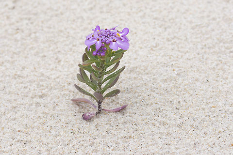 Iberis procumbens Iberis procumbens Lange
http://flora-on.pt/#/1iberis+procumbens

https://www.jungledragon.com/image/59606/iberis_procumbens.html
https://www.jungledragon.com/image/59607/iberis_procumbens.html
https://www.jungledragon.com/image/59608/iberis_procumbens.html Brassicaceae,Iberis procumbens,biodiversity,cpring,wild flower