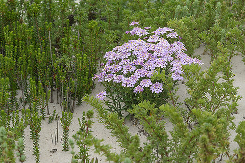 Iberis procumbens  Iberis procumbens
