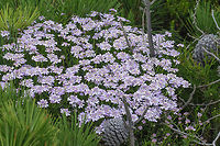 Iberis procumbens  Brassicaceae,Iberis procumbens,biodiversity,spring,wild flower