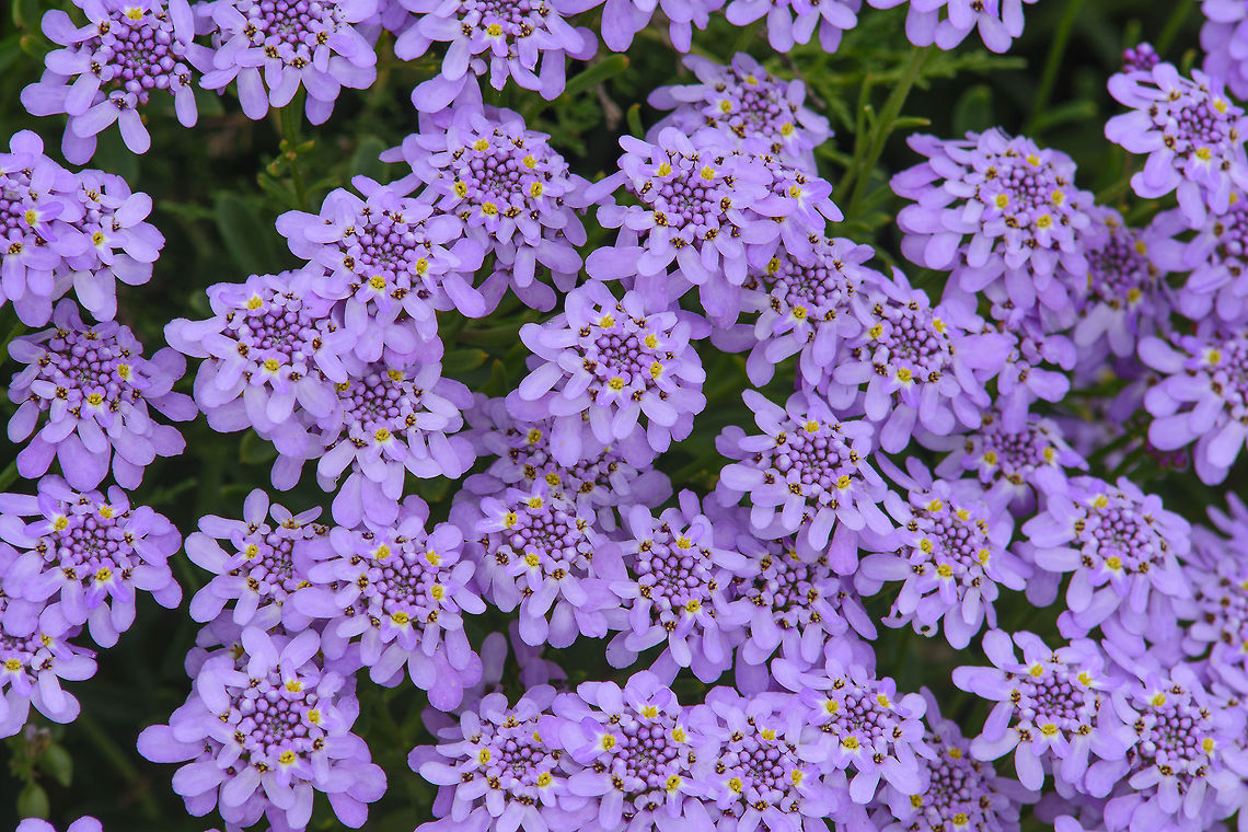 Iberis procumbens  Brassicaceae,Iberis procumbens,biodiversity,spring,wild flower