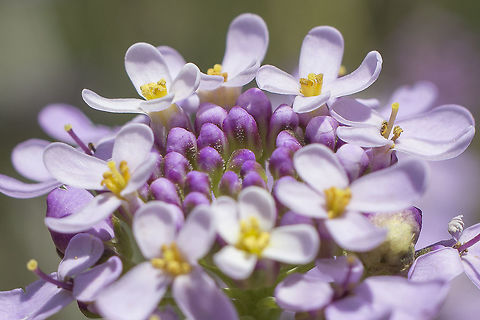 Iberis ciliata Iberis ciliata subsp. contracta (Pers.) Moreno
http://flora-on.pt/#/0mTh3

https://www.jungledragon.com/image/59611/iberis_ciliata.html
https://www.jungledragon.com/image/59612/iberis_ciliata.html
https://www.jungledragon.com/image/59613/iberis_ciliata.html Brassicaceae,Iberis ciliata,biodiversity,spring,wild flower
