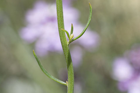Iberis ciliata Iberis ciliata subsp. contracta (Pers.) Moreno
 Brassicaceae,Iberis ciliata,biodiversity,spring,wild flower